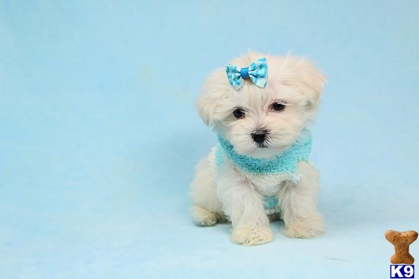 lvpuppyheaven Picture 2